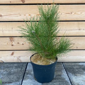 Pinus Nigra, Borovica čierna ´NIGRA´ kont. C5L, výška: 30-50 cm (-34°C)